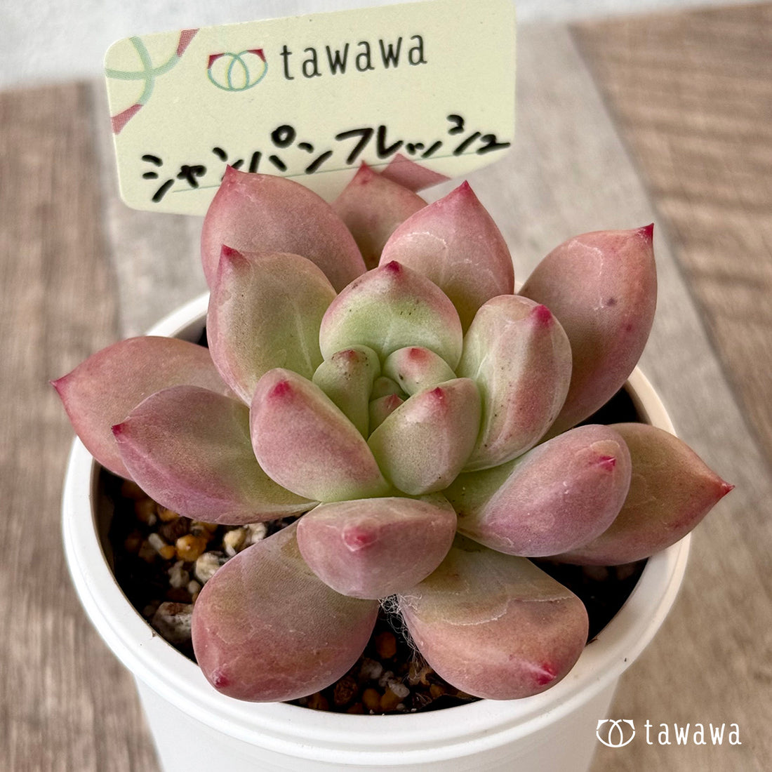 ＊新発売＊　シャンパンフレッシュ【tawawaハウス苗】
