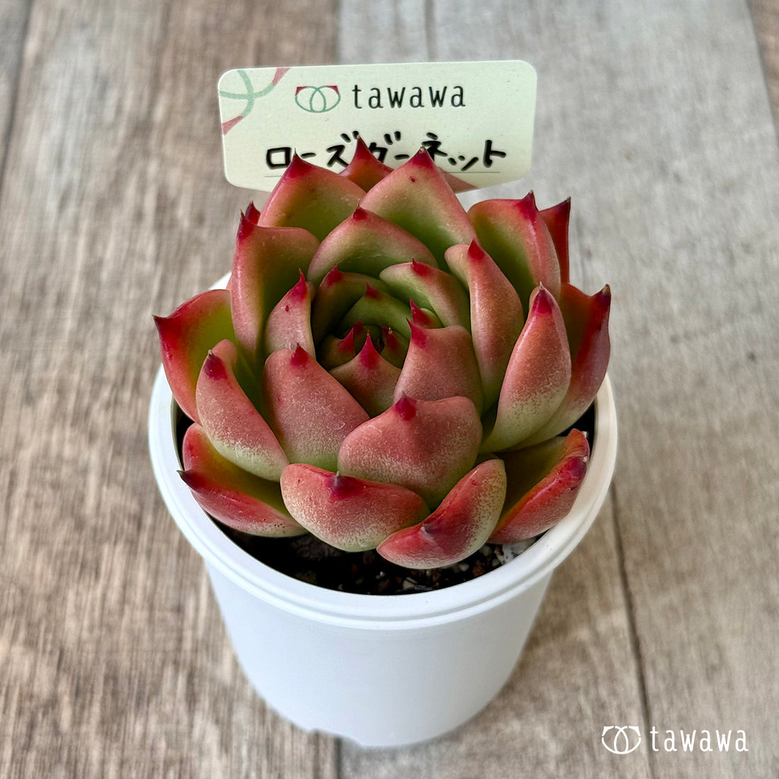 ローズガーネット(エアーマジック農園)【tawawaハウス苗】