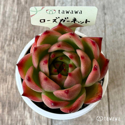 ローズガーネット（エアーマジック農園）【tawawaハウス苗】