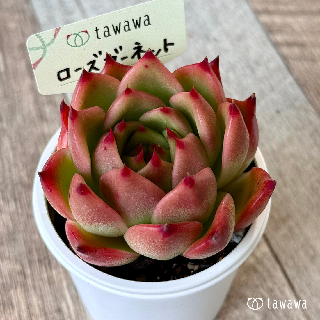 ローズガーネット（エアーマジック農園）【tawawaハウス苗】