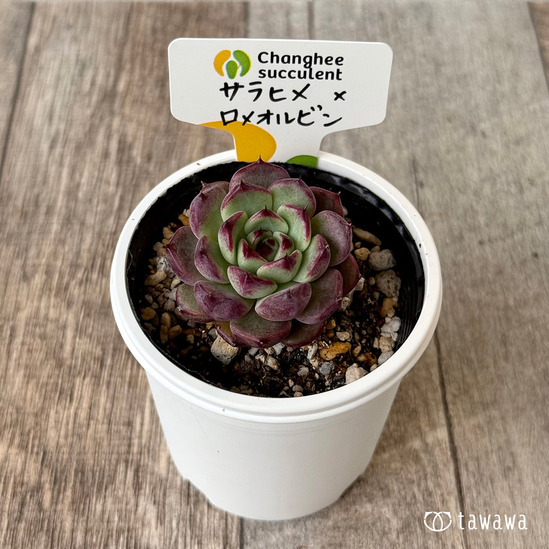 サラヒメ×ロメオルビン(チャンヒー農園)【tawawaハウス苗】