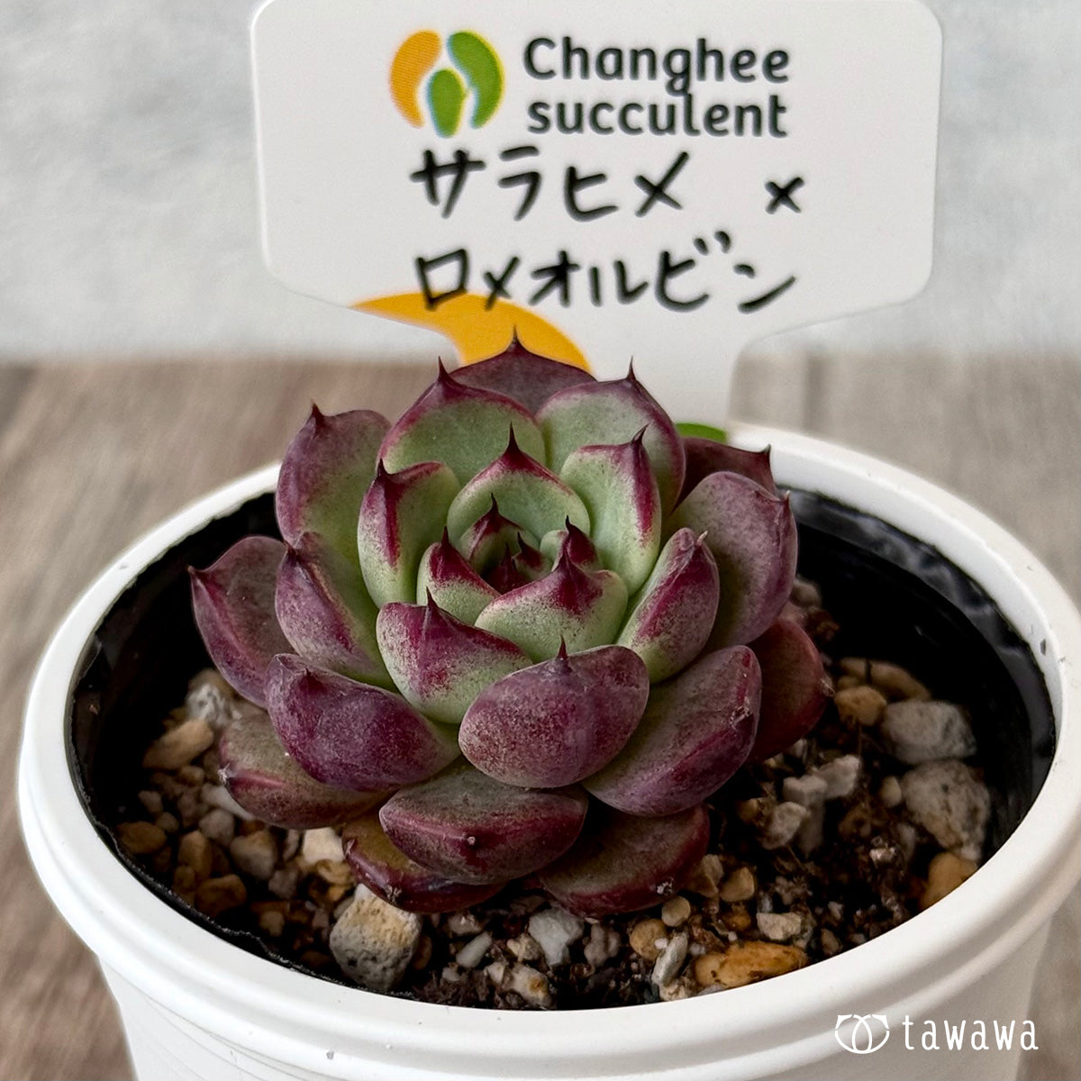 ＊新発売＊　サラヒメ×ロメオルビン（チャンヒー農園）【tawawaハウス苗】
