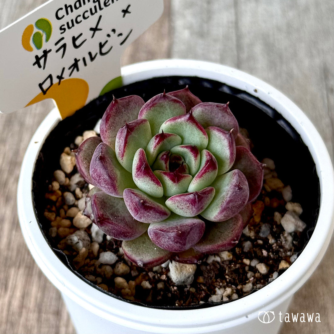 ＊新発売＊　サラヒメ×ロメオルビン（チャンヒー農園）【tawawaハウス苗】