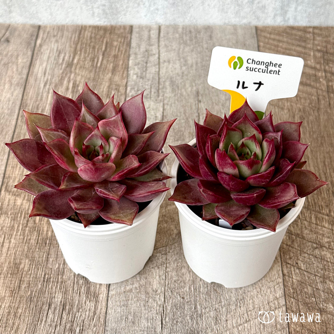 New Arrivals: Ice Green