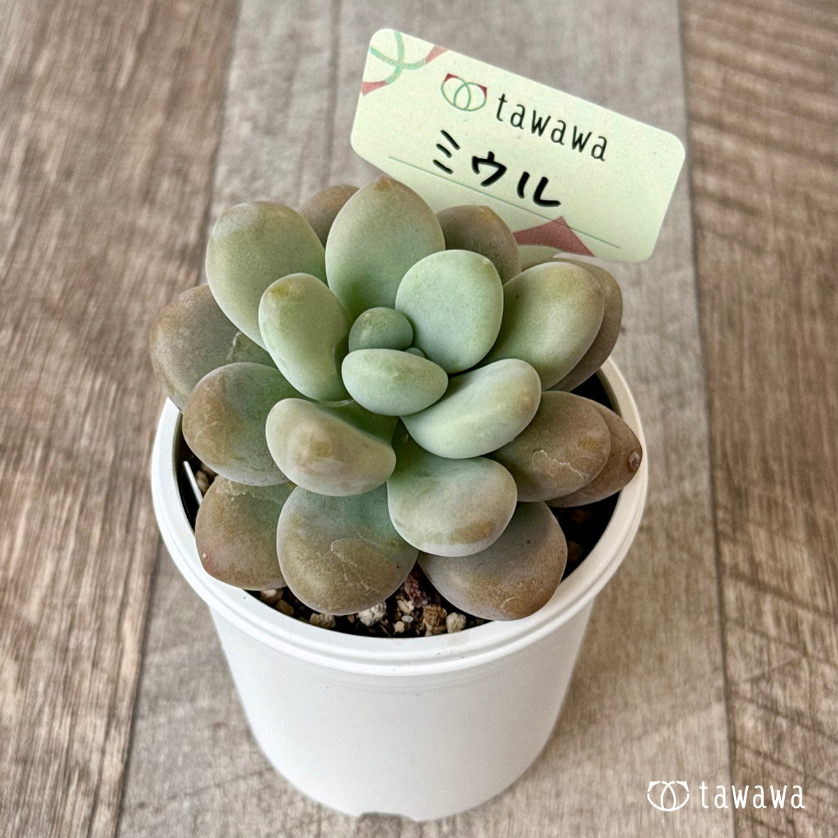 グラプトセダム – 多肉植物の通販・販売サイト tawawa