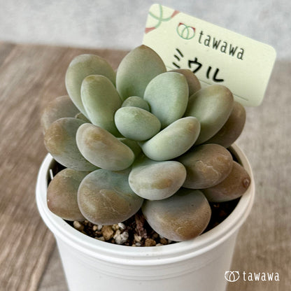 ＊新発売＊　ミウル【tawawaハウス苗】