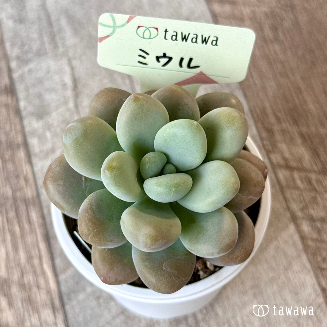 ＊新発売＊　ミウル【tawawaハウス苗】