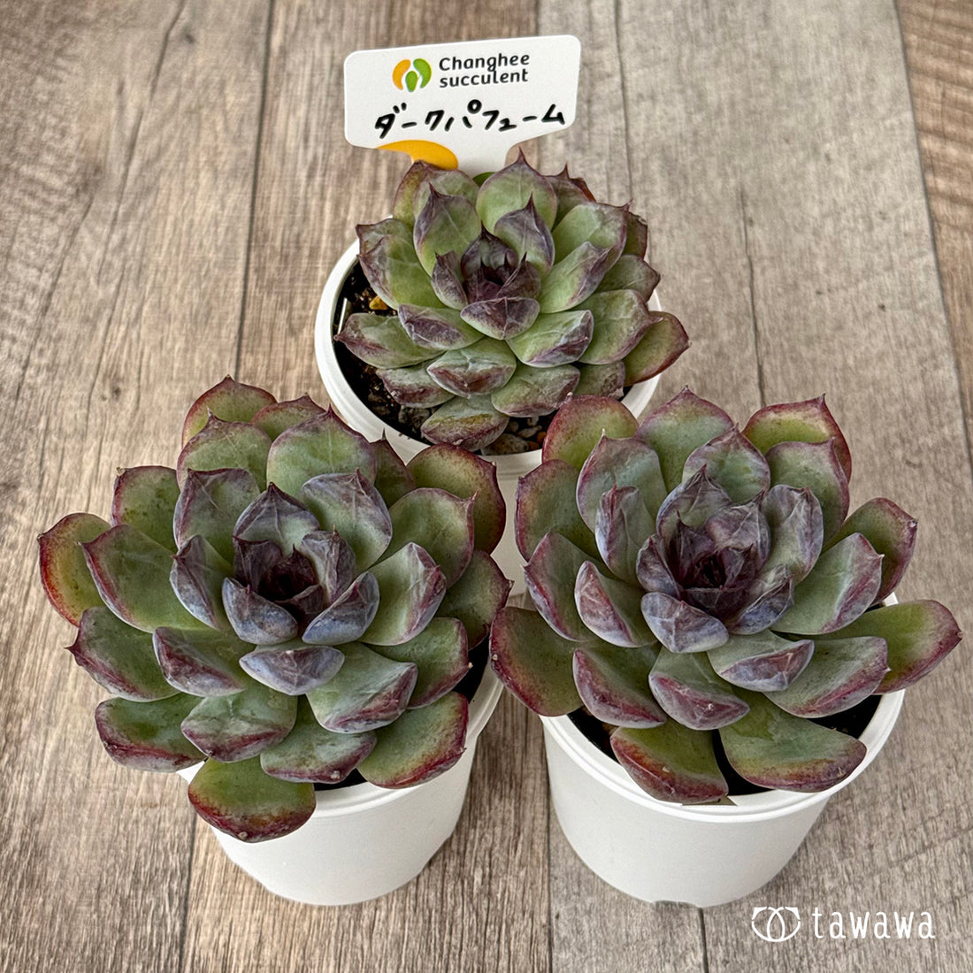 New Arrivals: Ice Green