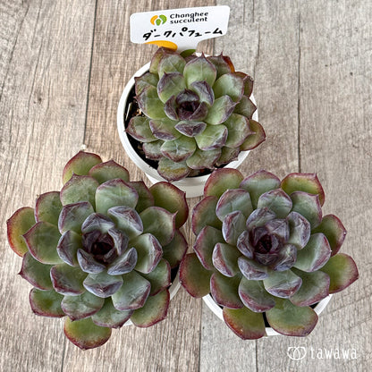 New Arrivals: Ice Green