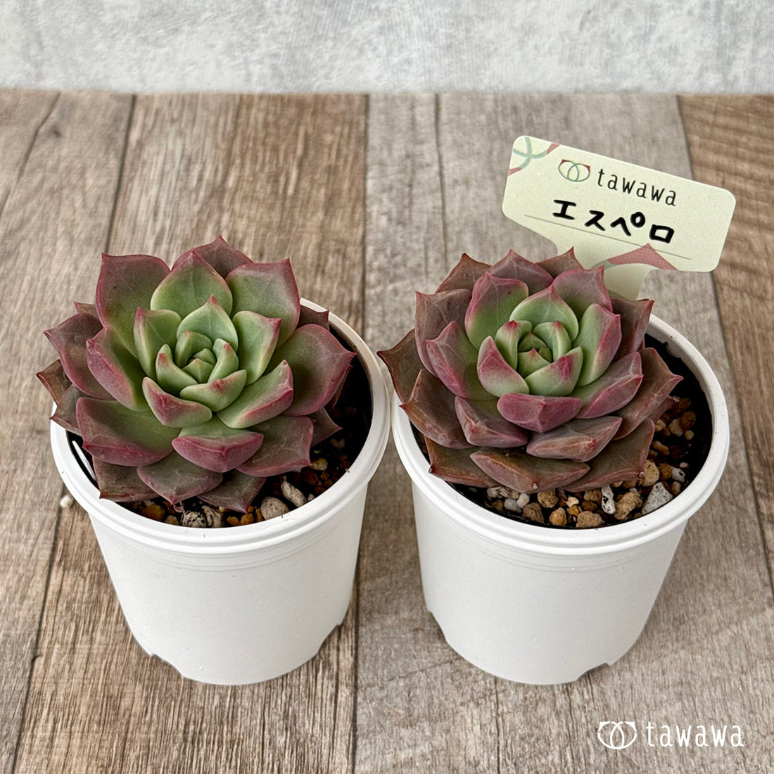 ＊新発売＊　エスペロ【tawawaハウス苗】