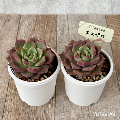 ＊新発売＊　エスペロ【tawawaハウス苗】