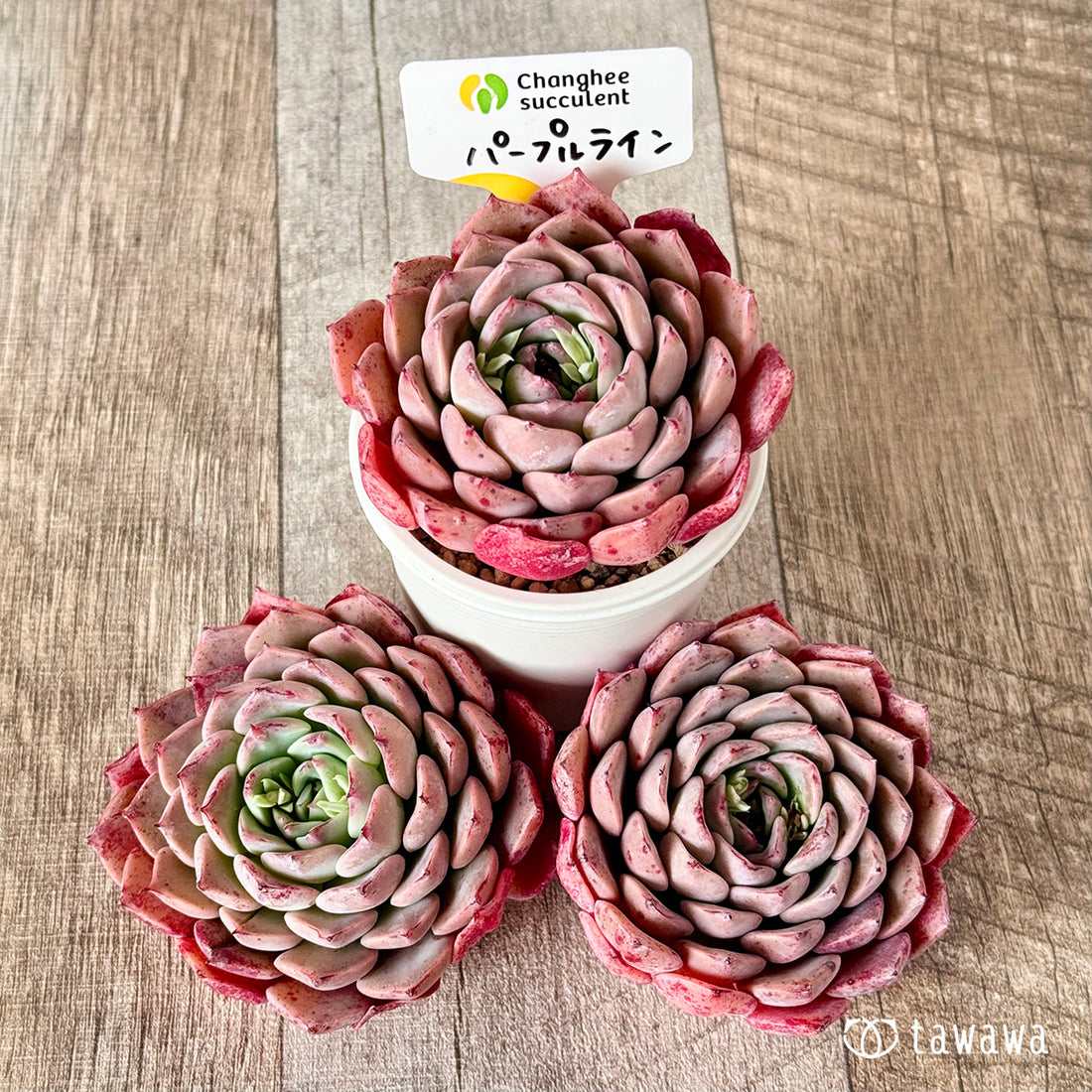 パープルライン【ビッグサイズ】(チャンヒー農園苗)