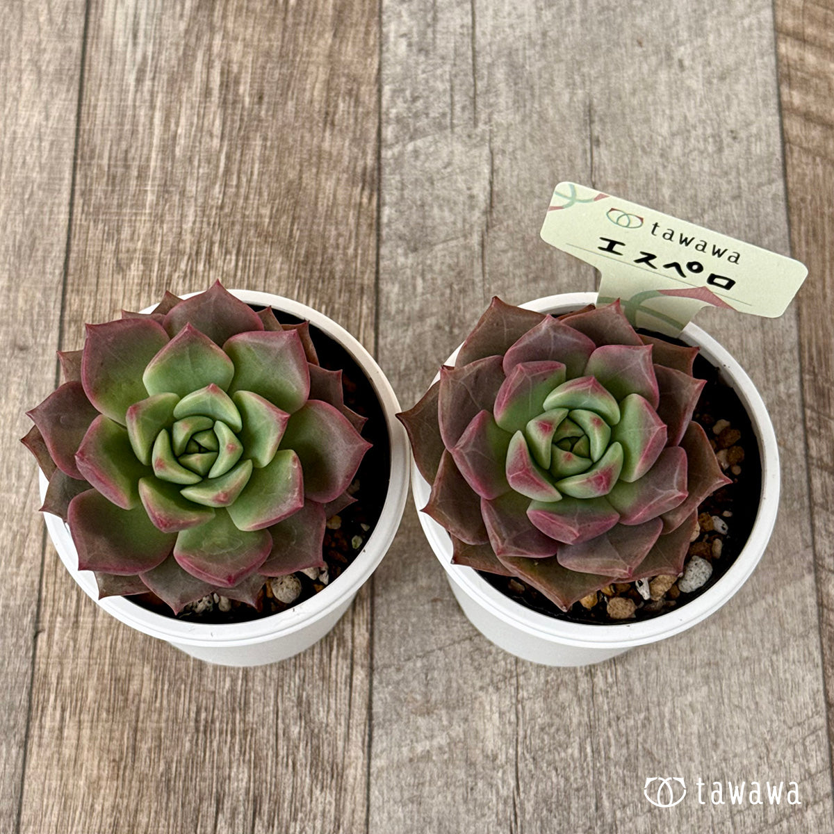 ＊新発売＊　エスペロ【tawawaハウス苗】
