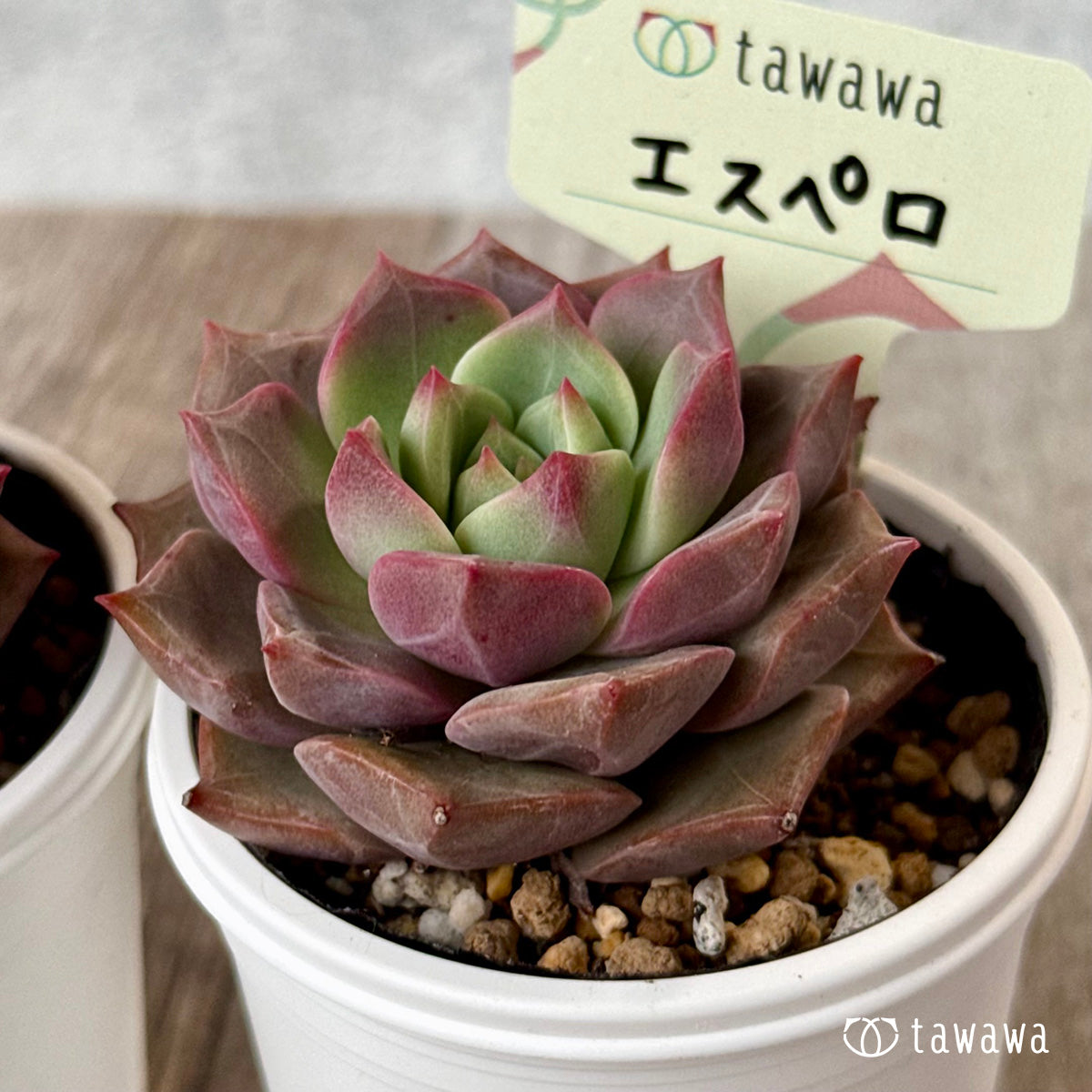 ＊新発売＊　エスペロ【tawawaハウス苗】