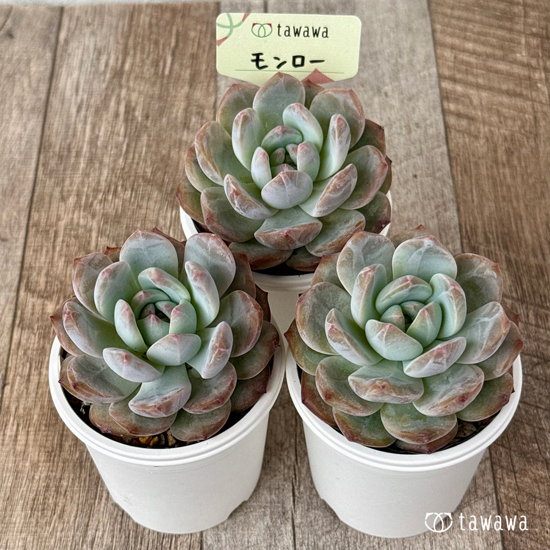 New Arrivals: Ice Green