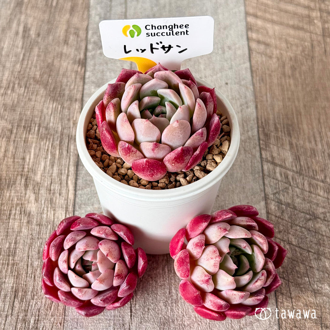 New Arrivals: Ice Green