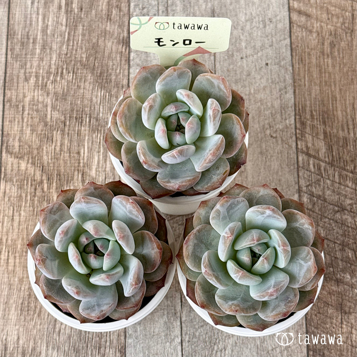 New Arrivals: Ice Green