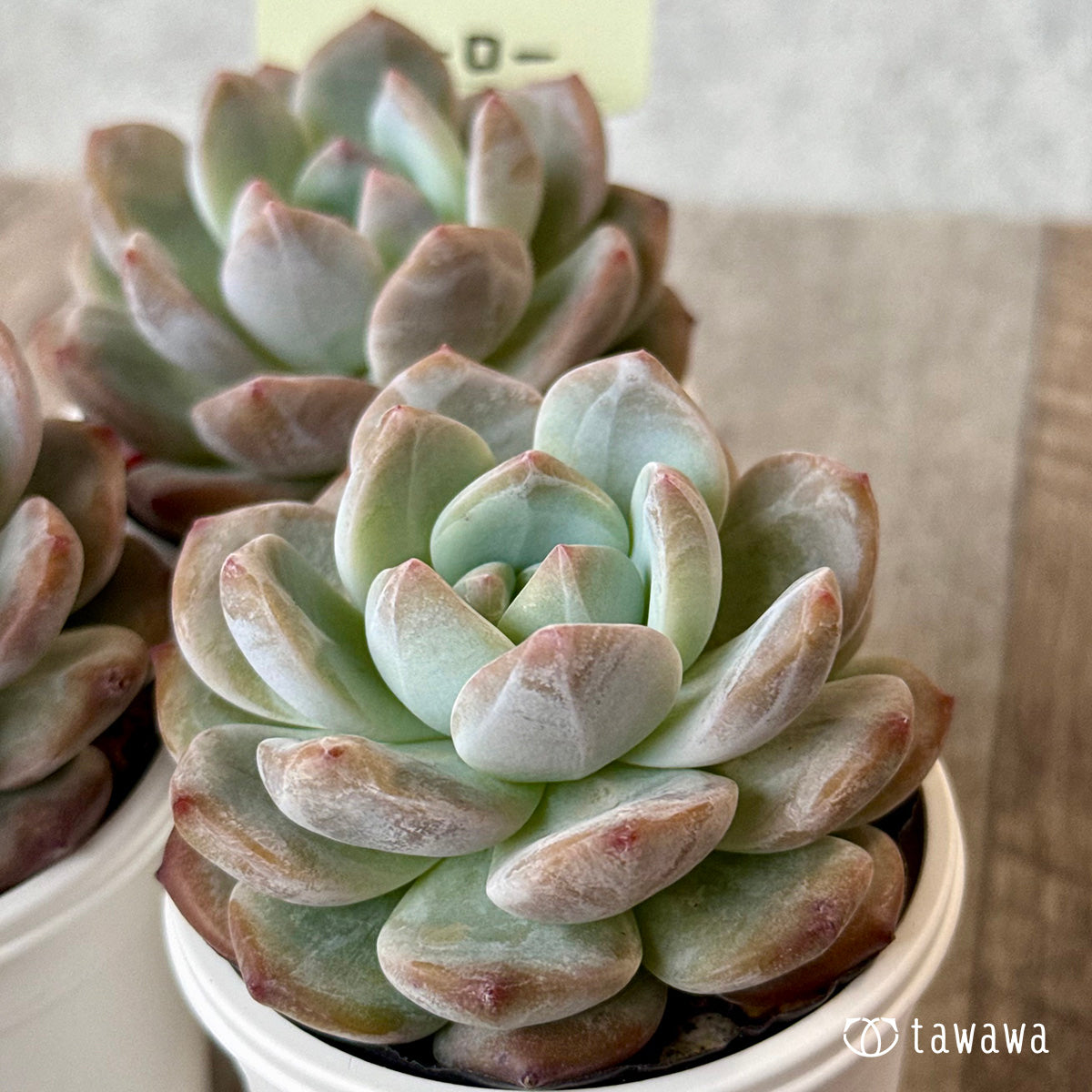 New Arrivals: Ice Green
