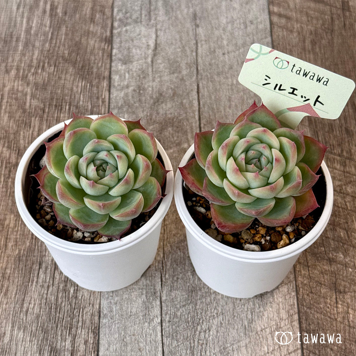 抜き苗✨レア♥️蜜桃プリン✕Prodidity✨ 直輸入 – Page 135 – 多肉植物の通販・販売サイト tawawa