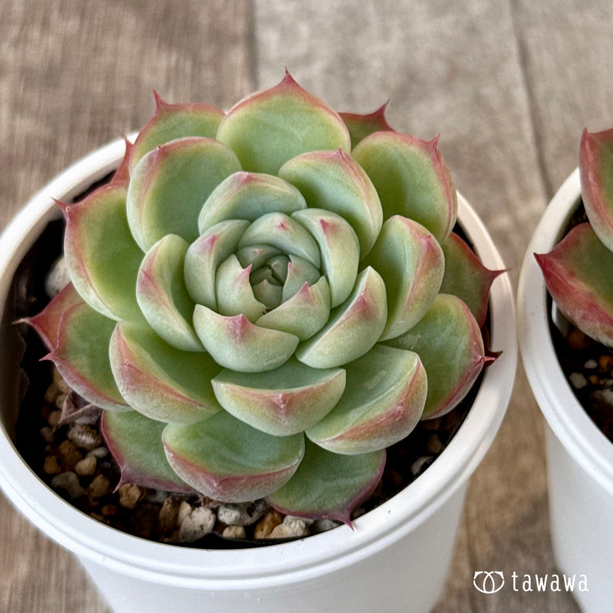 マレーシア直輸入❗️超絶希少❗️アンスリウムレガレ ダーク