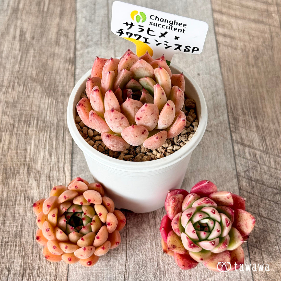 サラヒメ×チワワエンシスsp (チャンヒー農園苗)