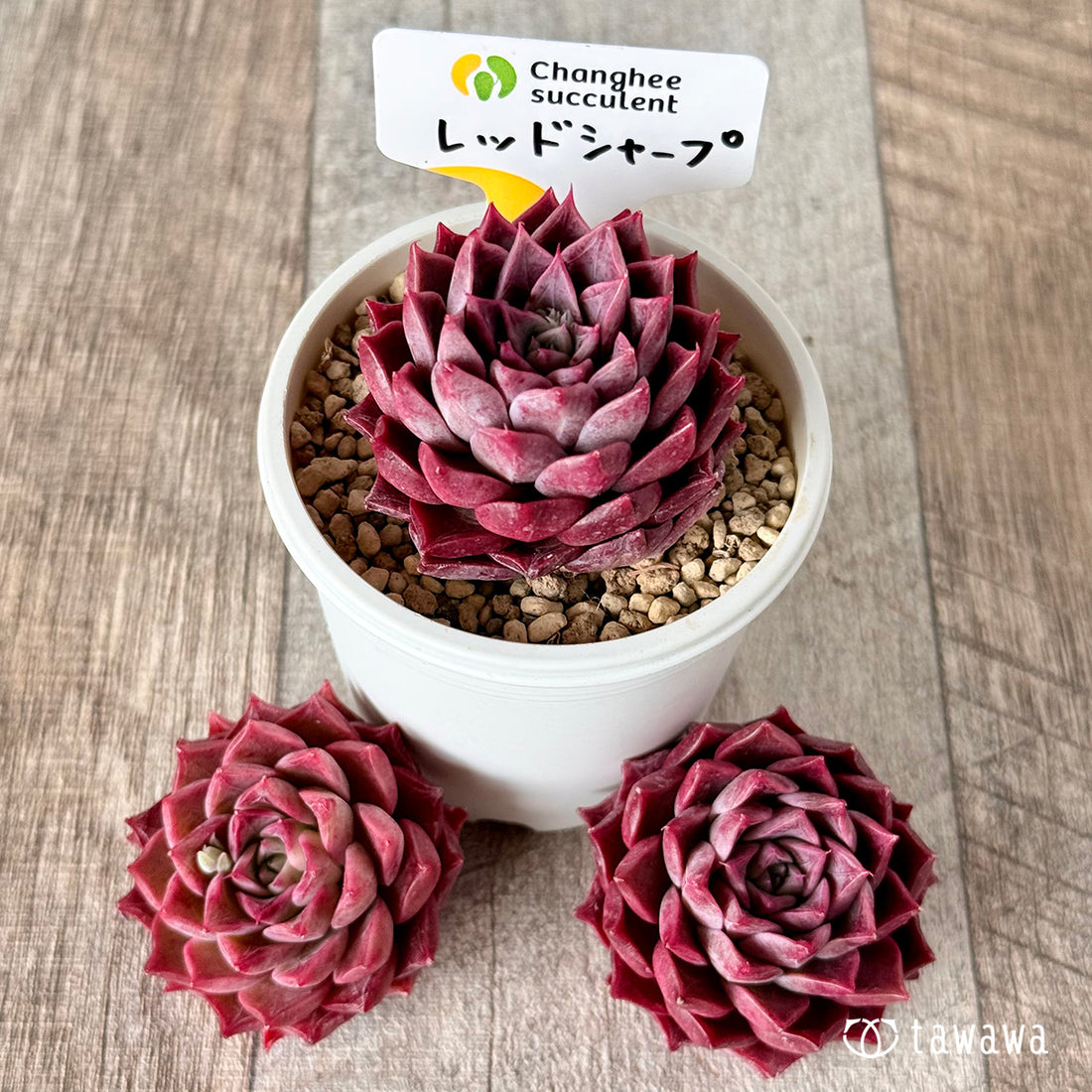 レッドシャープ(チャンヒー農園苗)