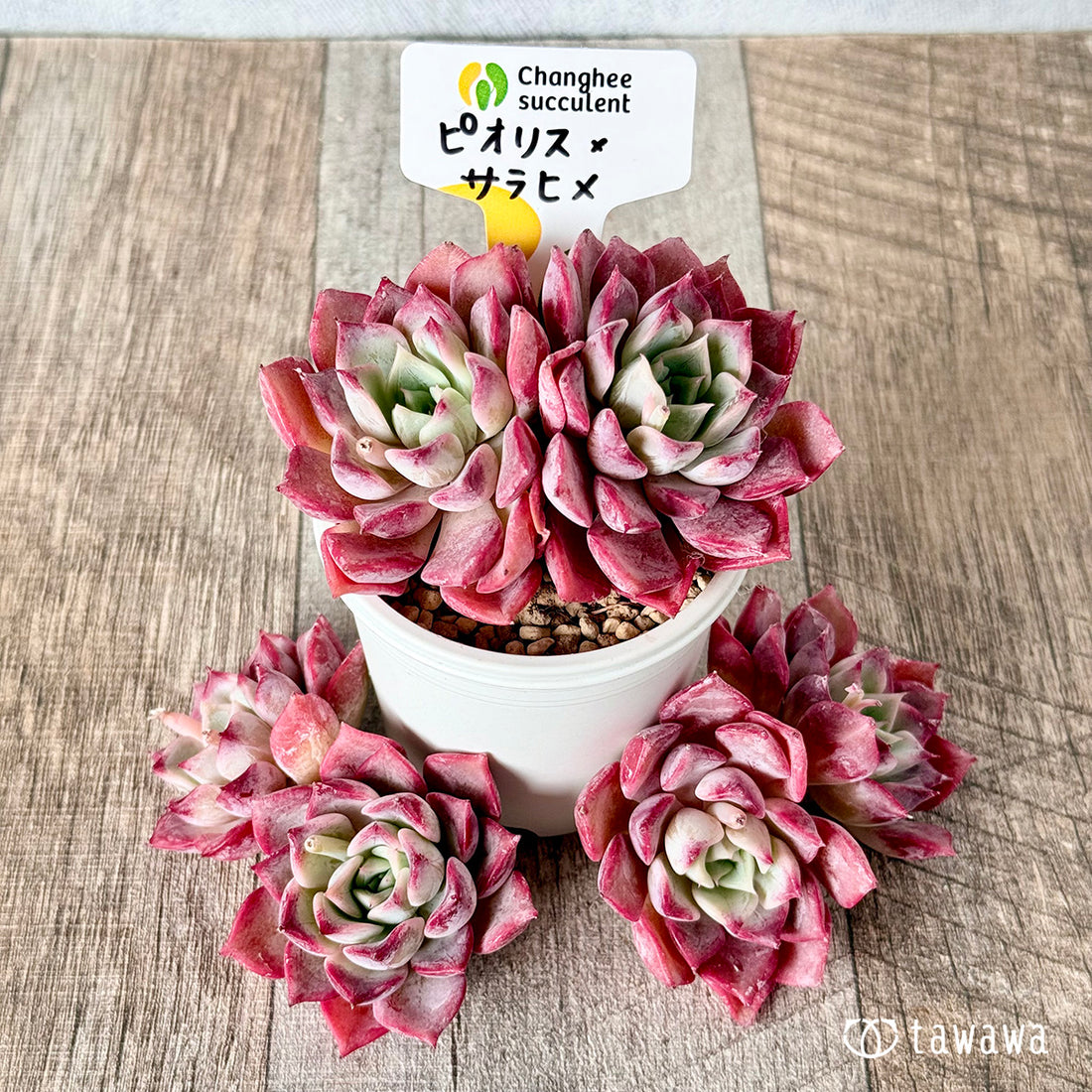 New Arrivals: Ice Green