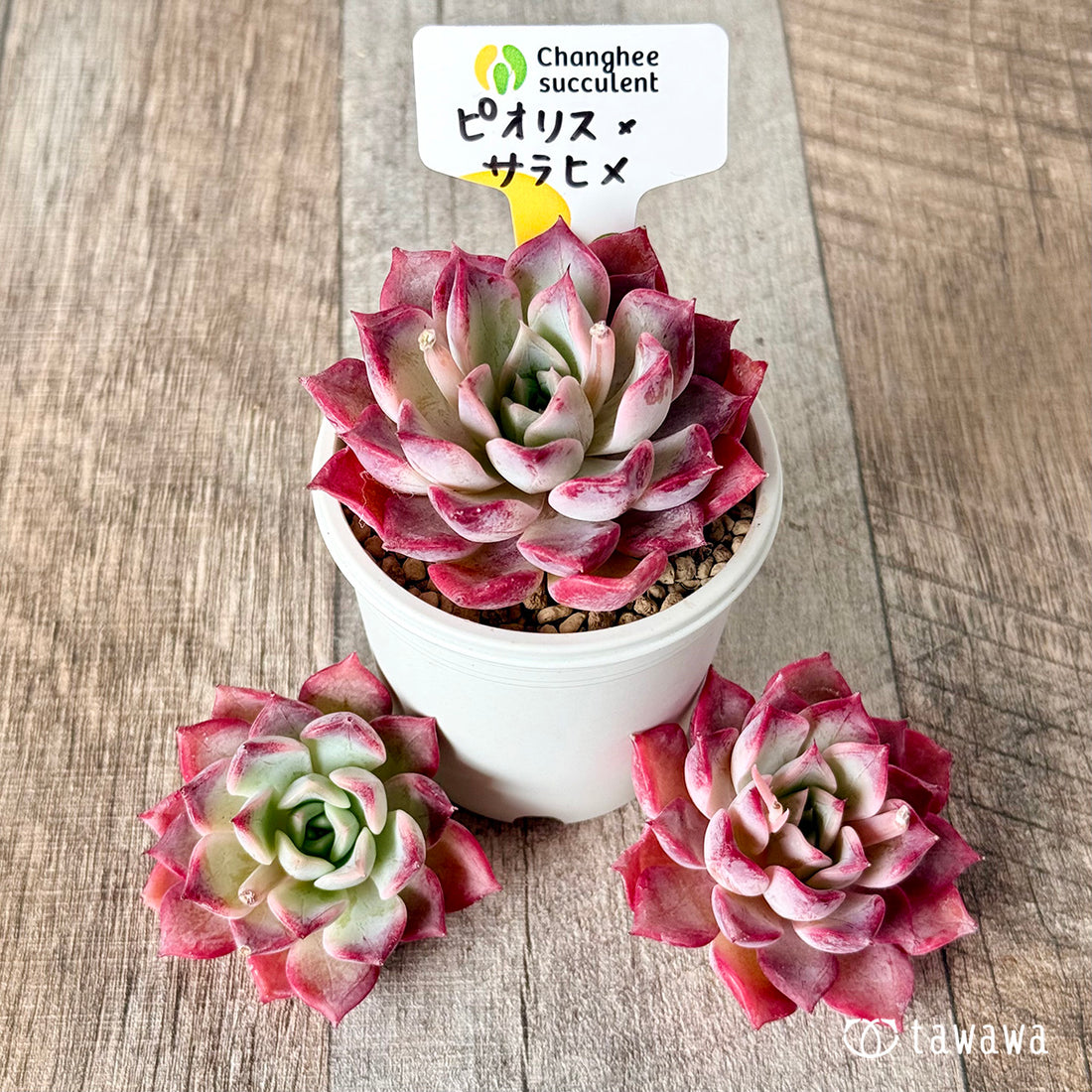 New Arrivals: Ice Green