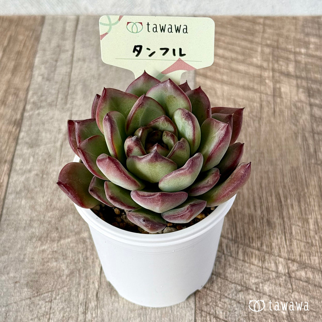 ＊新発売＊　タンフル【tawawaハウス苗】