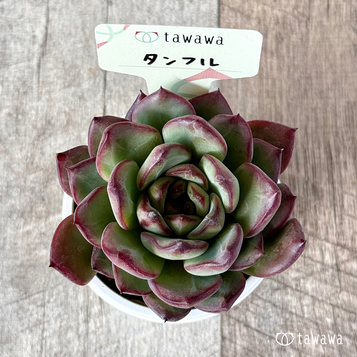 ＊新発売＊　タンフル【tawawaハウス苗】