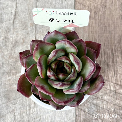 ＊新発売＊　タンフル【tawawaハウス苗】