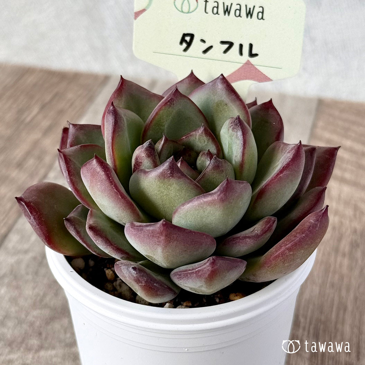 ＊新発売＊　タンフル【tawawaハウス苗】