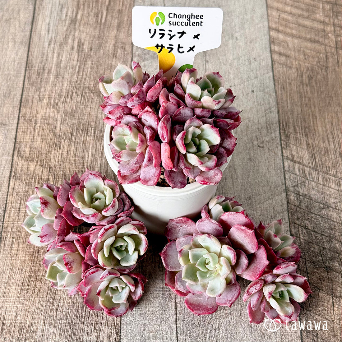 リラシナ×サラヒメ【群生】(チャンヒー農園苗)