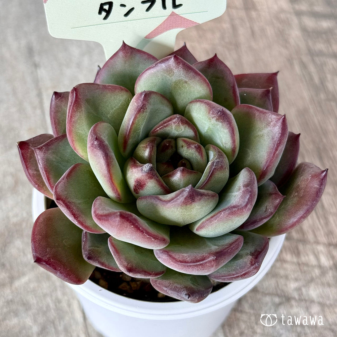 ＊新発売＊　タンフル【tawawaハウス苗】