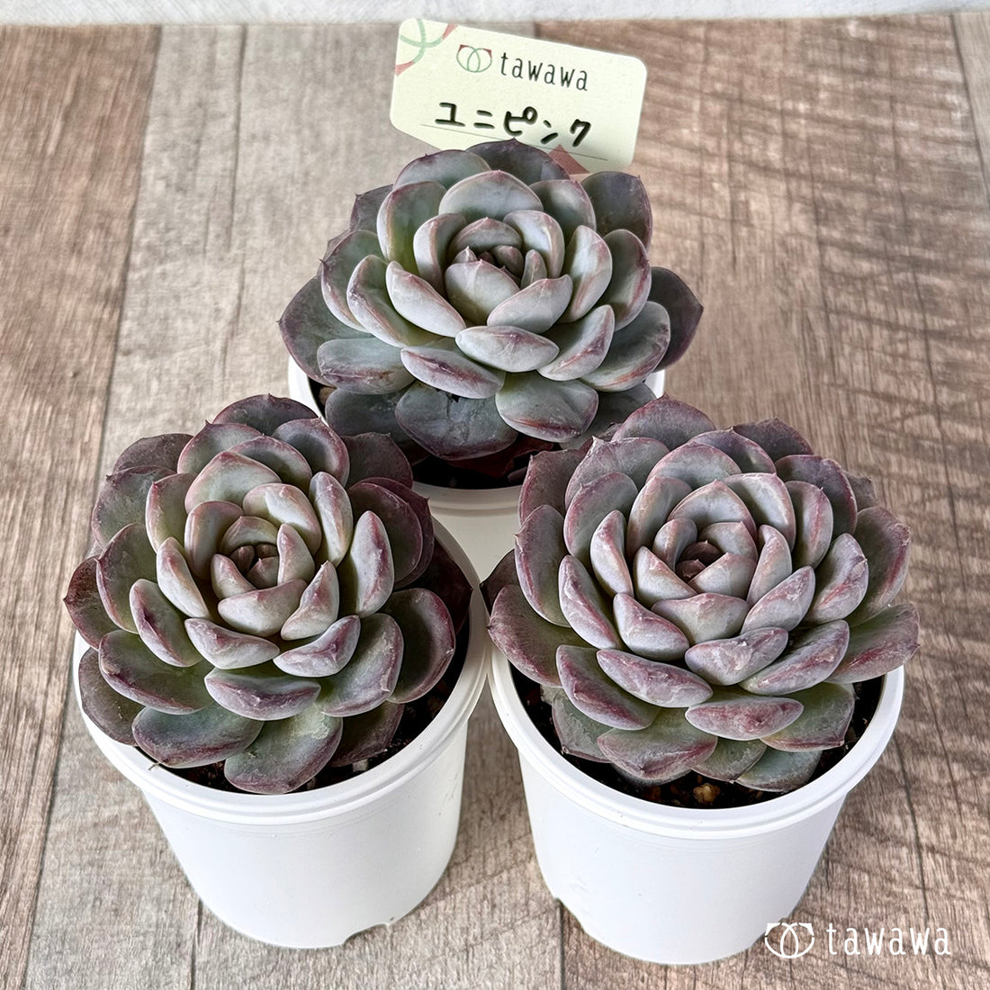 ユニピンク【tawawaハウス苗】