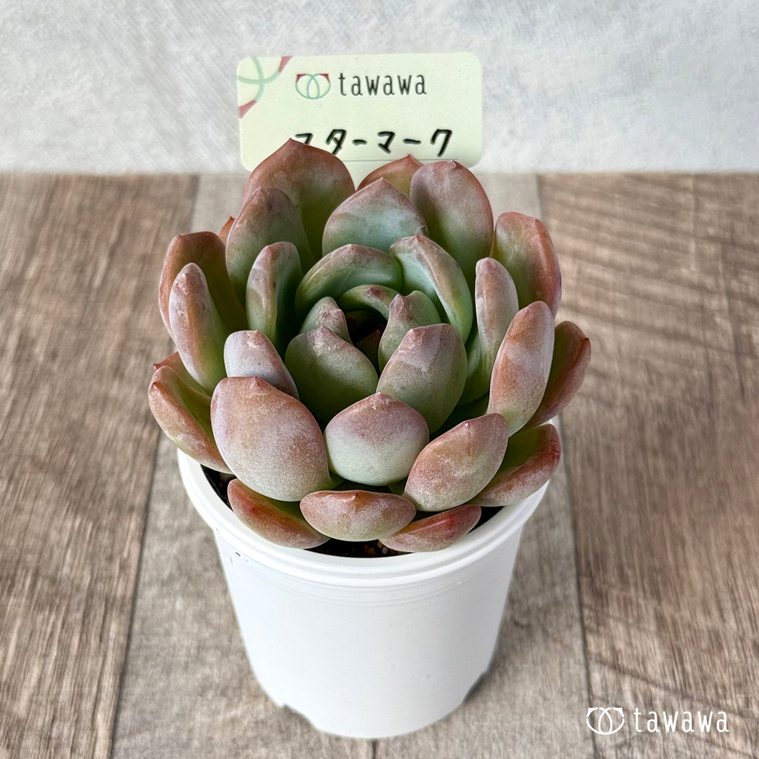 New Arrival* Star Mark