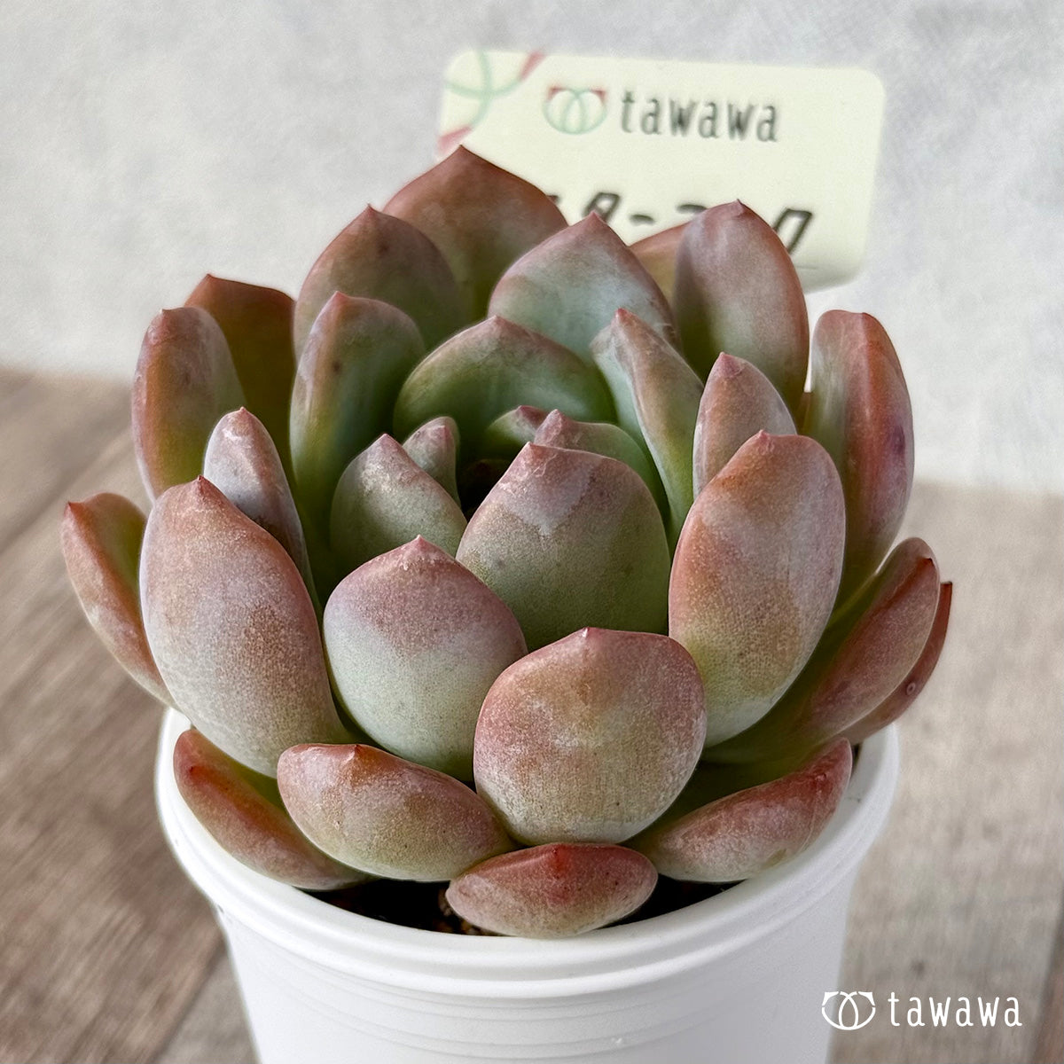 New Arrival* Star Mark