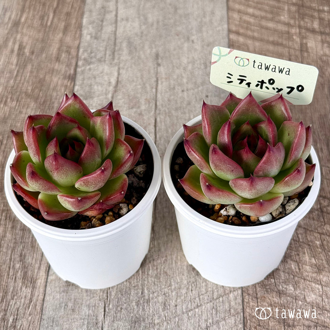 シティポップ【tawawaハウス苗】