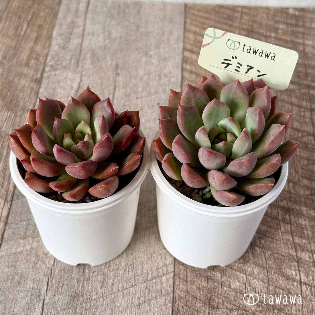 ＊新発売＊　デミアン　【tawawaハウス苗】