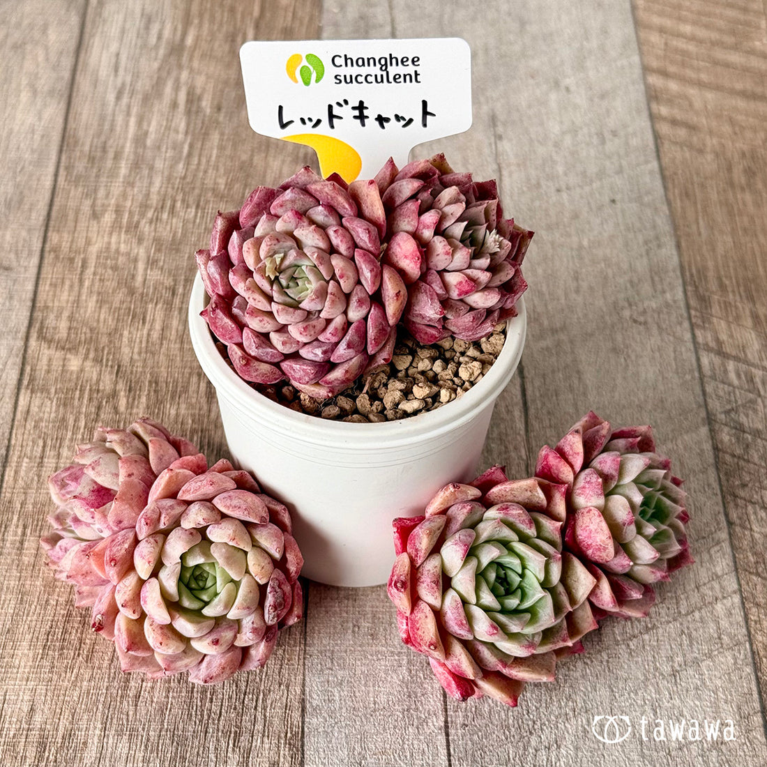 New Arrivals: Ice Green