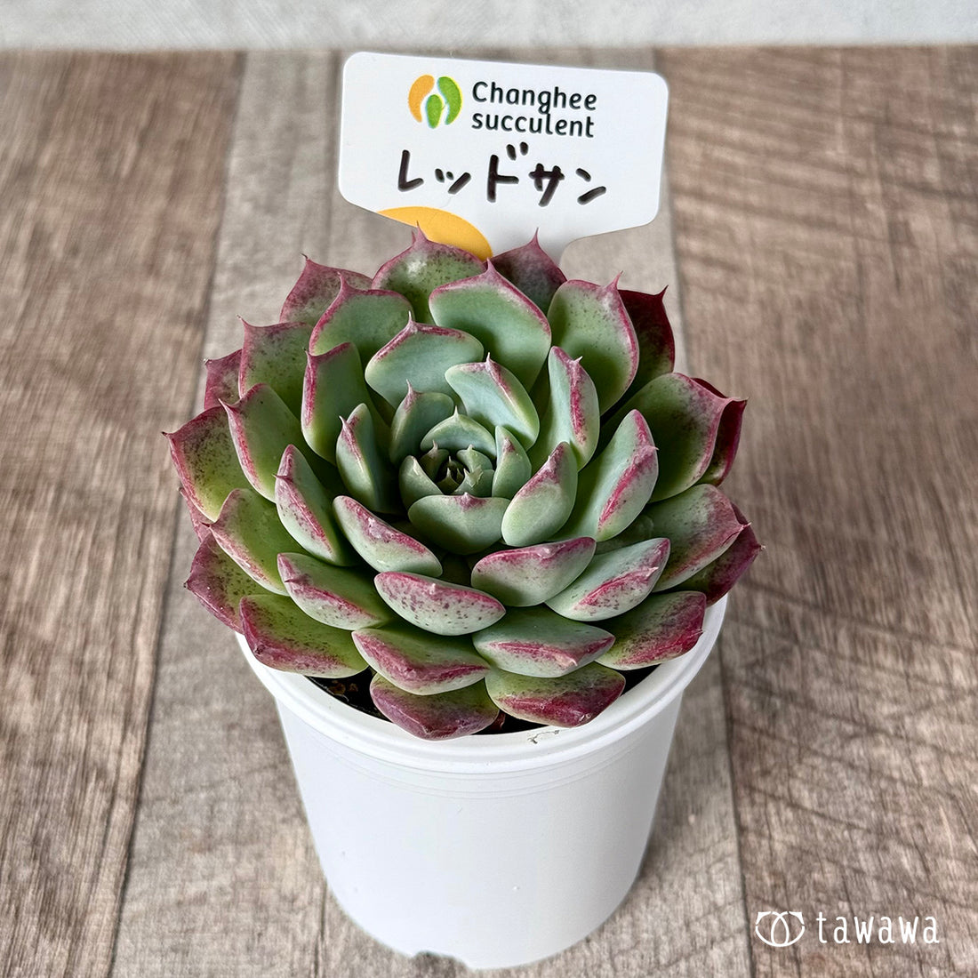 New Arrivals: Ice Green