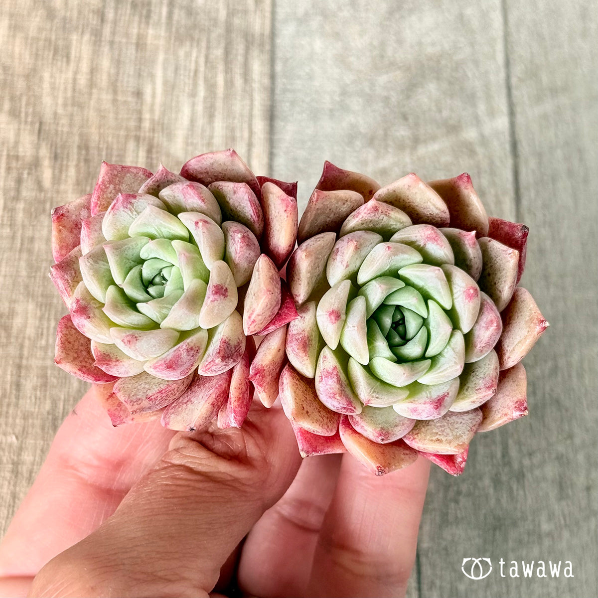New Arrivals: Ice Green