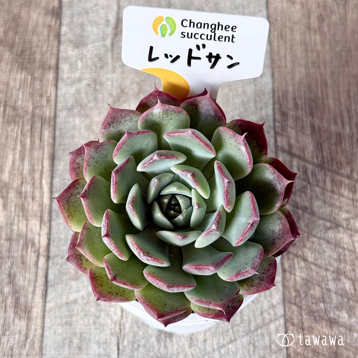 New Arrivals: Ice Green