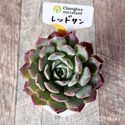New Arrivals: Ice Green