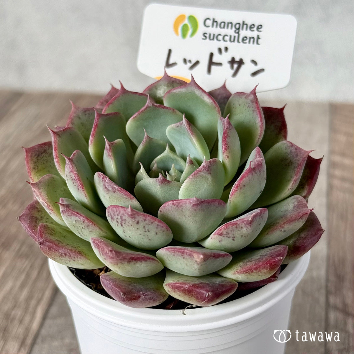 New Arrivals: Ice Green