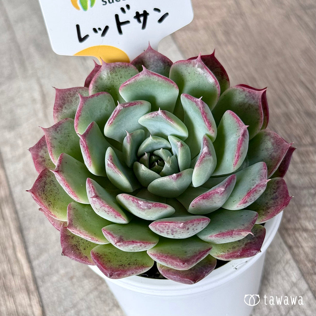 New Arrivals: Ice Green
