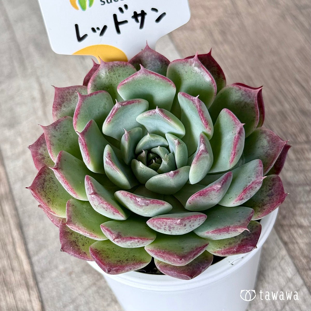New Arrivals: Ice Green