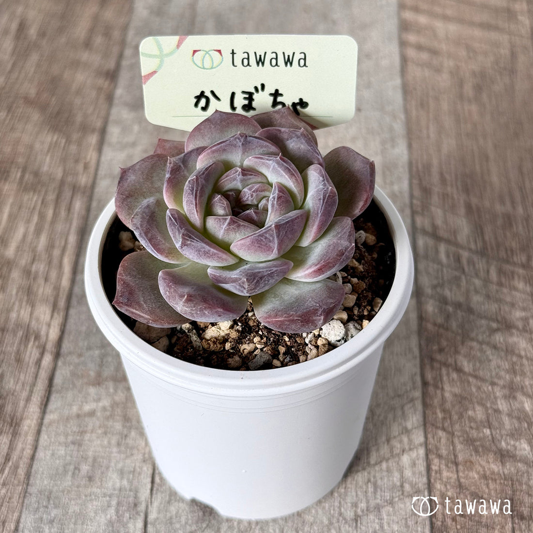 ＊新発売＊　かぼちゃ 【tawawaハウス苗】