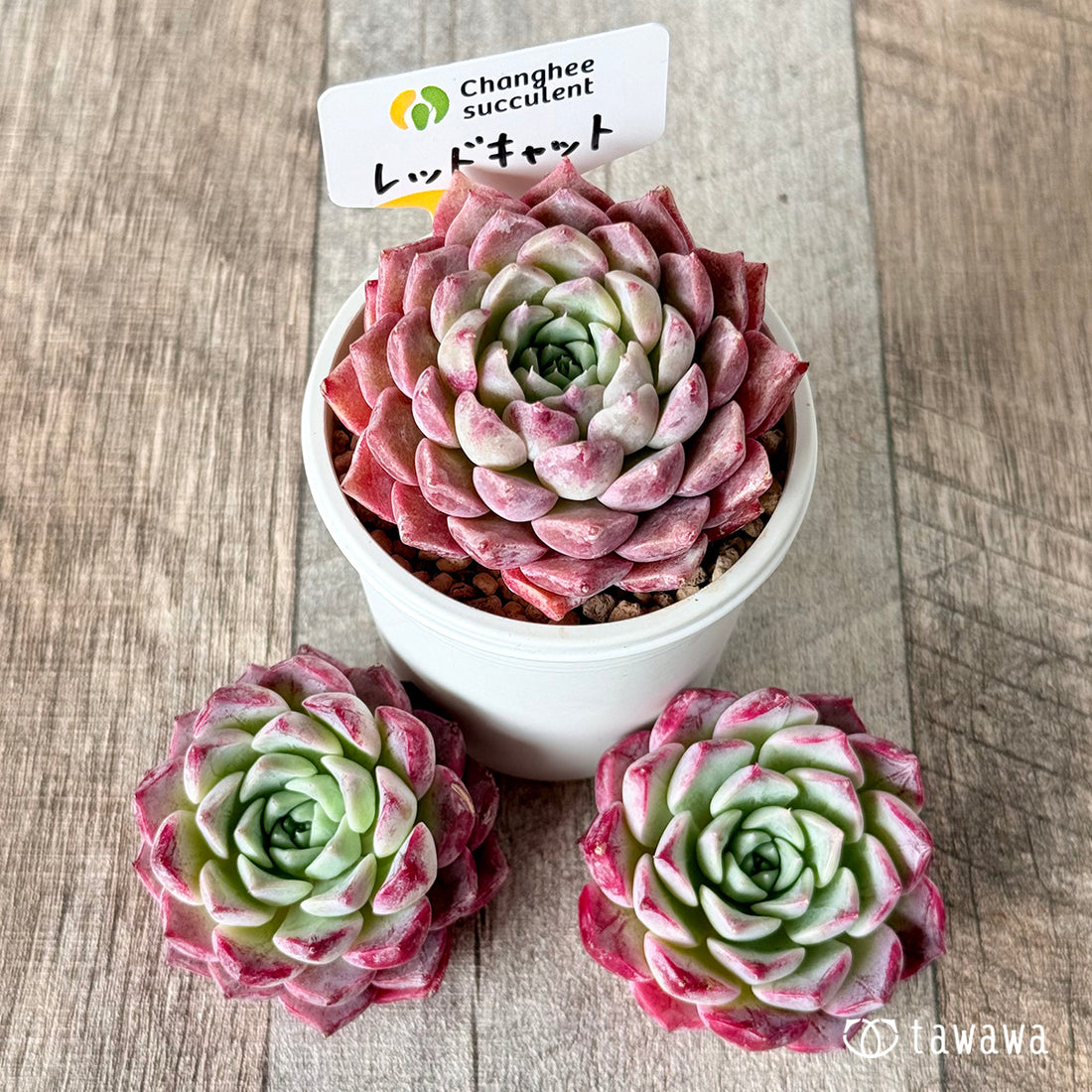 New Arrivals: Ice Green