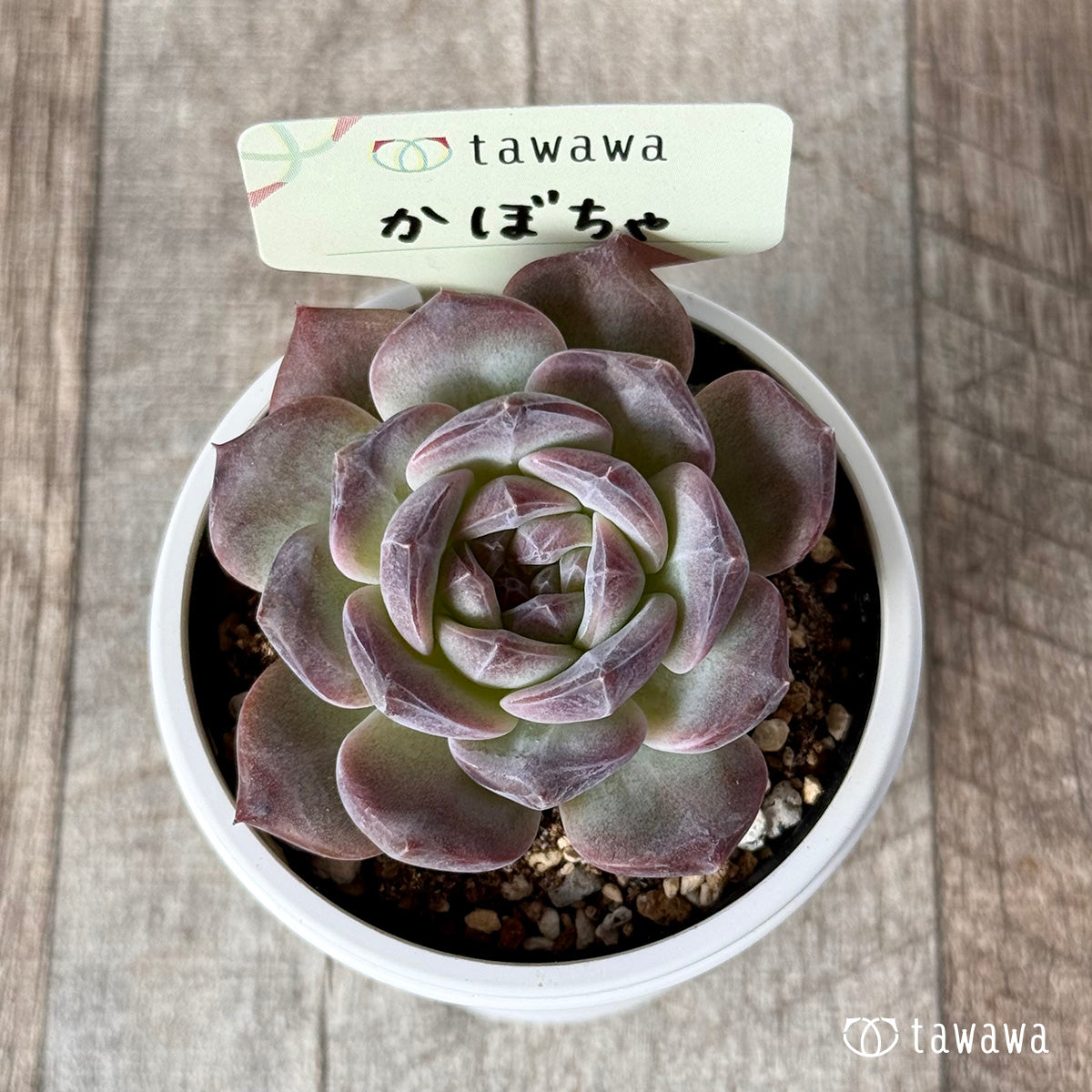 ＊新発売＊　かぼちゃ 【tawawaハウス苗】
